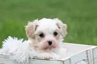 Teddy , a male Cavalier King Charles Spaniel and Maltese for sale in Shippenville, PA – 4 of 7