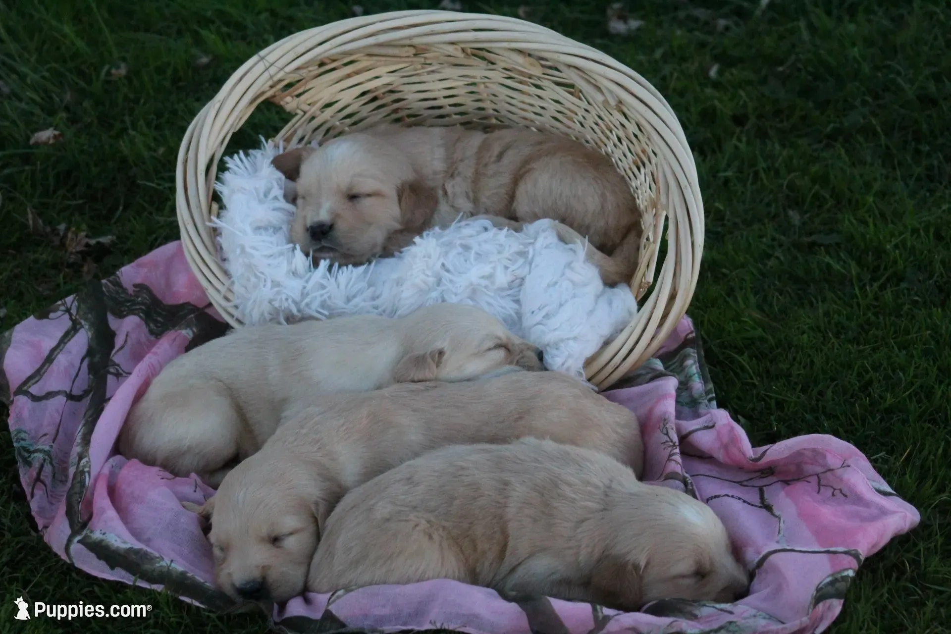 Larry , a male English Cream Golden Retriever for sale in Shippenville, PA – 6 of 6