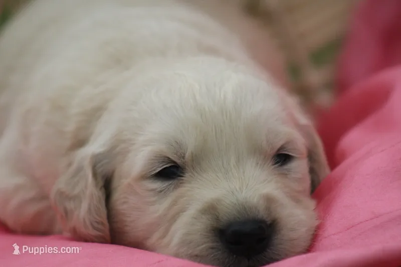 Daisy  – English Cream Golden Retriever puppy for sale in Shippenville, PA