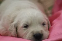 Daisy , a female English Cream Golden Retriever for sale in Shippenville, PA – 1 of 4