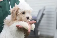 Teddy , a male Cavalier King Charles Spaniel and Maltese for sale in Shippenville, PA – 1 of 4