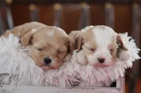 Ruby, a female Cavalier King Charles Spaniel and Maltese for sale in Shippenville, PA – Photo 5 of 10