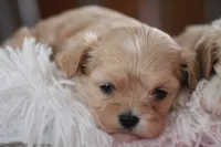 Ruby, a female Cavalier King Charles Spaniel and Maltese for sale in Shippenville, PA – Photo 10 of 10