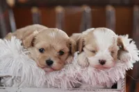 Ruby, a female Cavalier King Charles Spaniel and Maltese for sale in Shippenville, PA – Photo 6 of 10