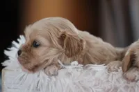 Ruby, a female Cavalier King Charles Spaniel and Maltese for sale in Shippenville, PA – Photo 4 of 10