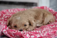 Ruby, a female Cavalier King Charles Spaniel and Maltese for sale in Shippenville, PA – Photo 2 of 10