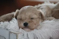 Ruby, a female Cavalier King Charles Spaniel and Maltese for sale in Shippenville, PA – Photo 7 of 10