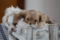 Ruby, a female Cavalier King Charles Spaniel and Maltese for sale in Shippenville, PA – Photo 9 of 10