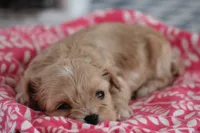 Ruby, a female Cavalier King Charles Spaniel and Maltese for sale in Shippenville, PA – Photo 1 of 10