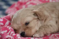 Ruby, a female Cavalier King Charles Spaniel and Maltese for sale in Shippenville, PA – Photo 8 of 10