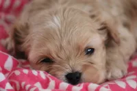 Ruby, a female Cavalier King Charles Spaniel and Maltese for sale in Shippenville, PA – Photo 3 of 10