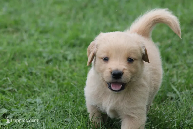 Hunter  – English Cream Golden Retriever puppy for sale in Shippenville, PA