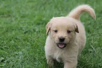 Hunter , a male English Cream Golden Retriever for sale in Shippenville, PA – 1 of 4
