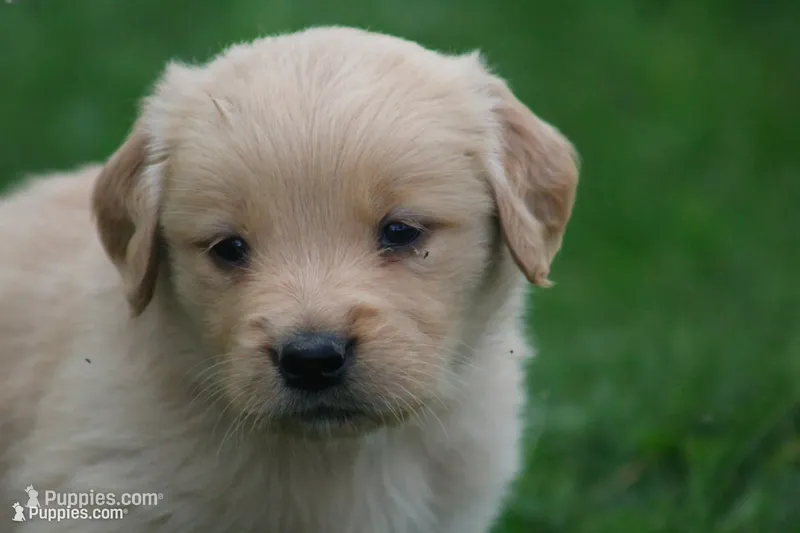 Dahlia  – English Cream Golden Retriever puppy for sale in Shippenville, PA