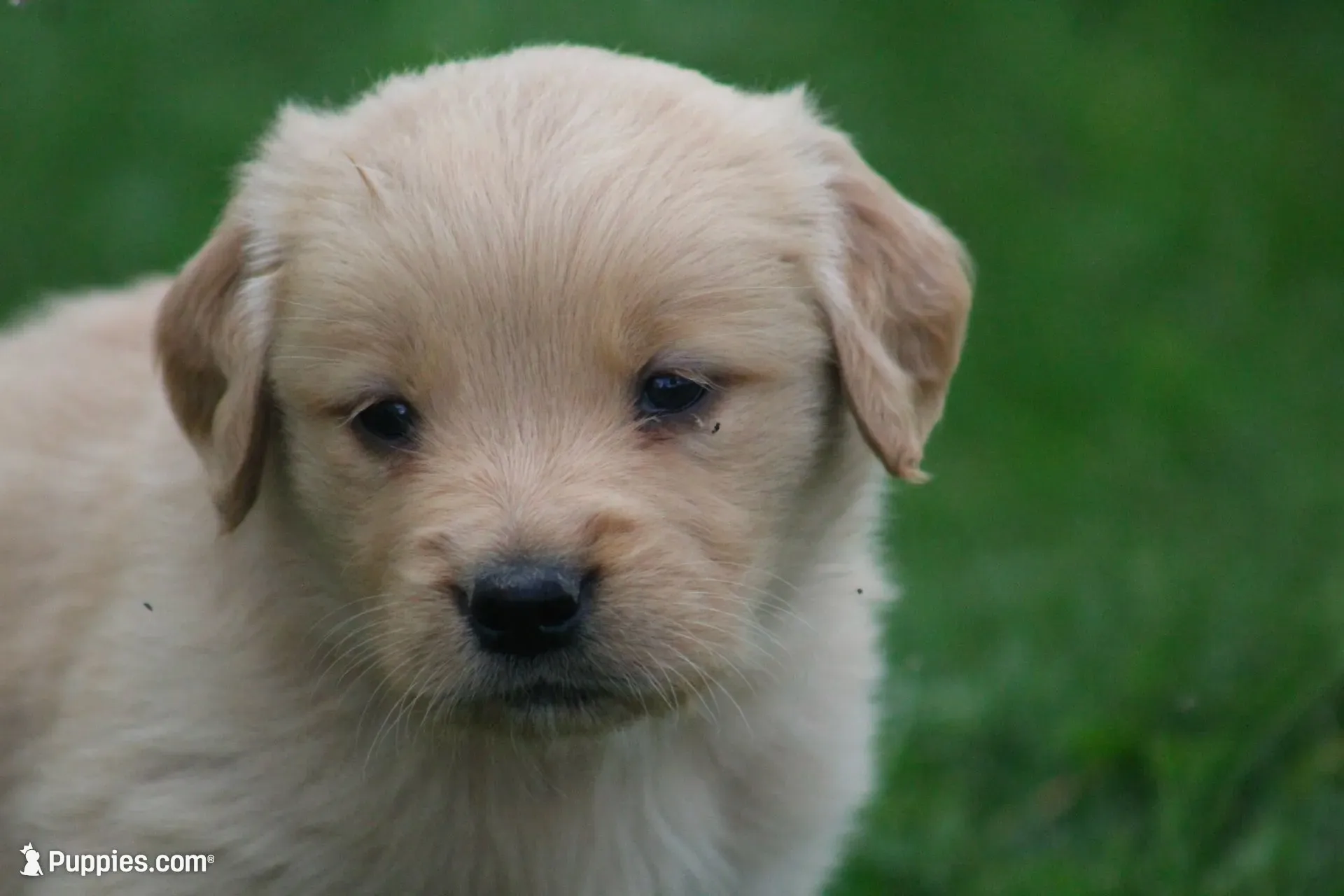 Dahlia , a female English Cream Golden Retriever for sale in Shippenville, PA – 1 of 8