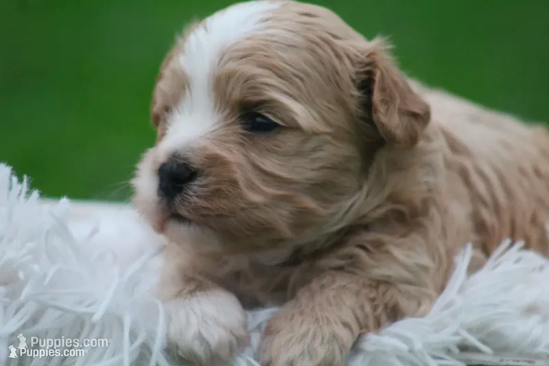 Colton  – Maltipoo puppy for sale in Shippenville, PA