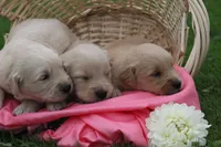 Dahlia , a female English Cream Golden Retriever for sale in Shippenville, PA – 5 of 5