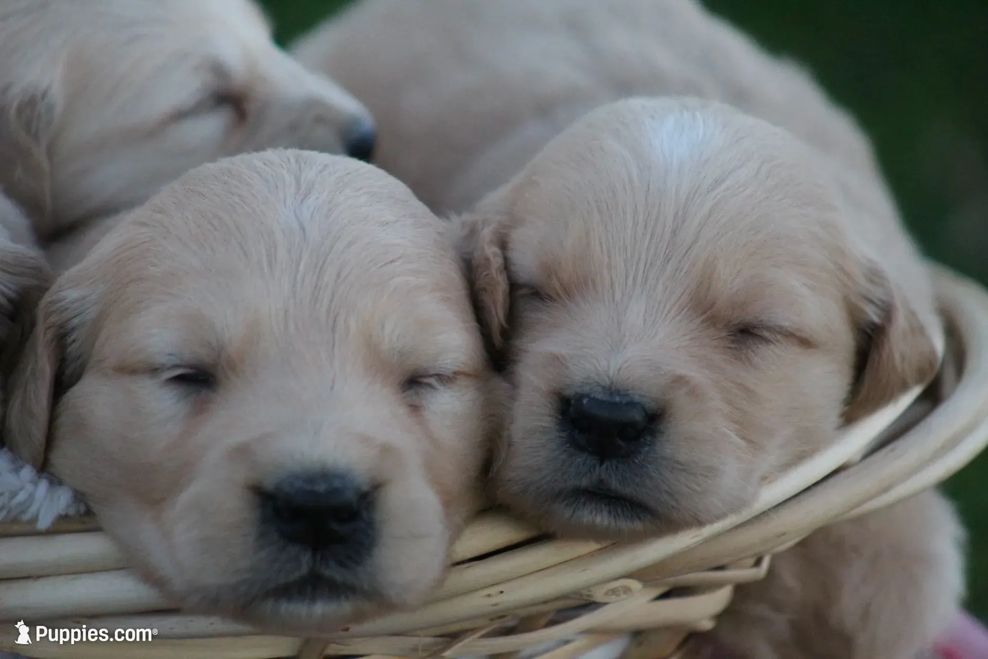 Larry , a male English Cream Golden Retriever for sale in Shippenville, PA – 5 of 6