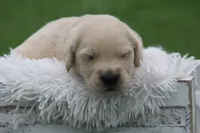 Hunter , a male English Cream Golden Retriever for sale in Shippenville, PA – 2 of 7
