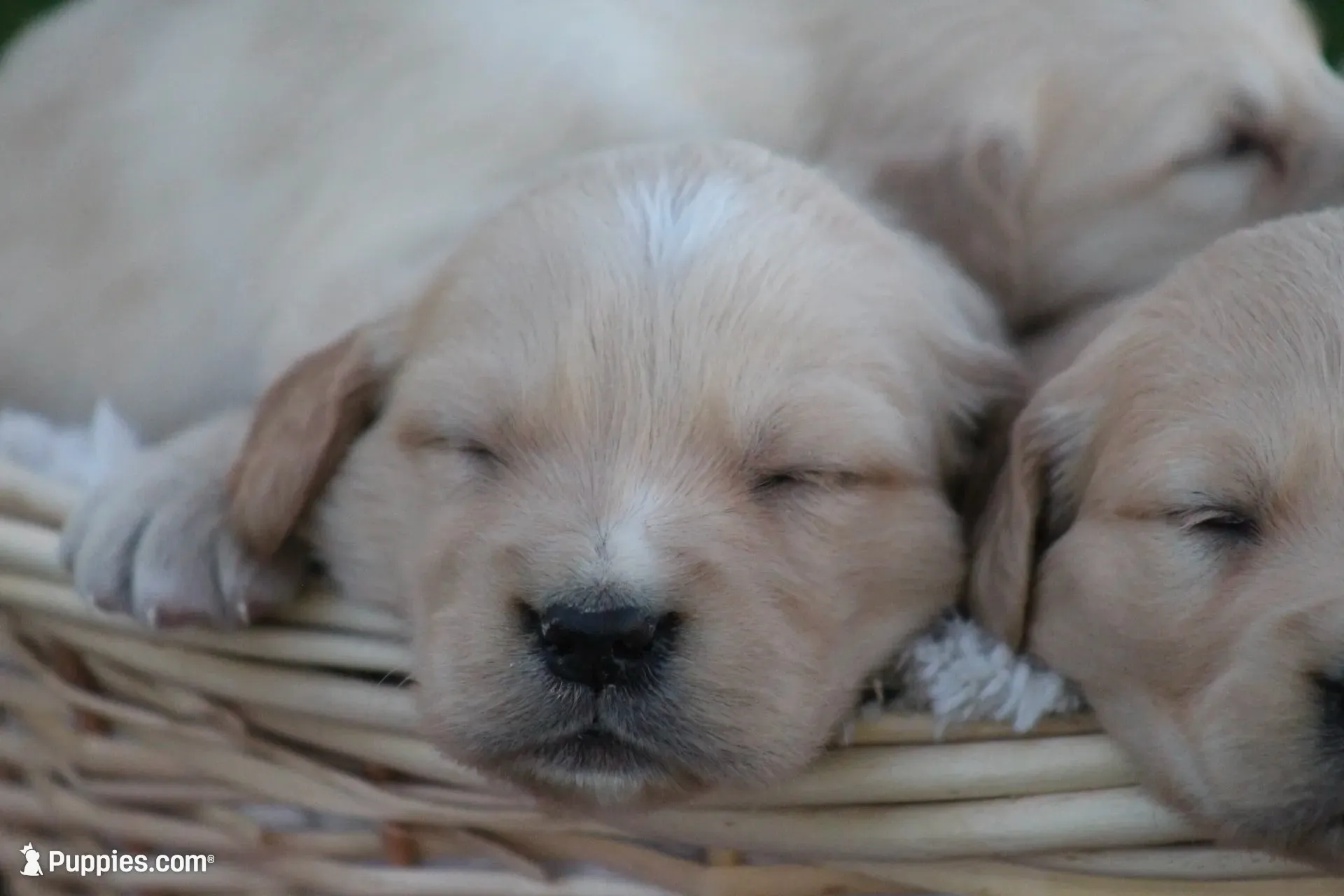Larry , a male English Cream Golden Retriever for sale in Shippenville, PA – 4 of 6