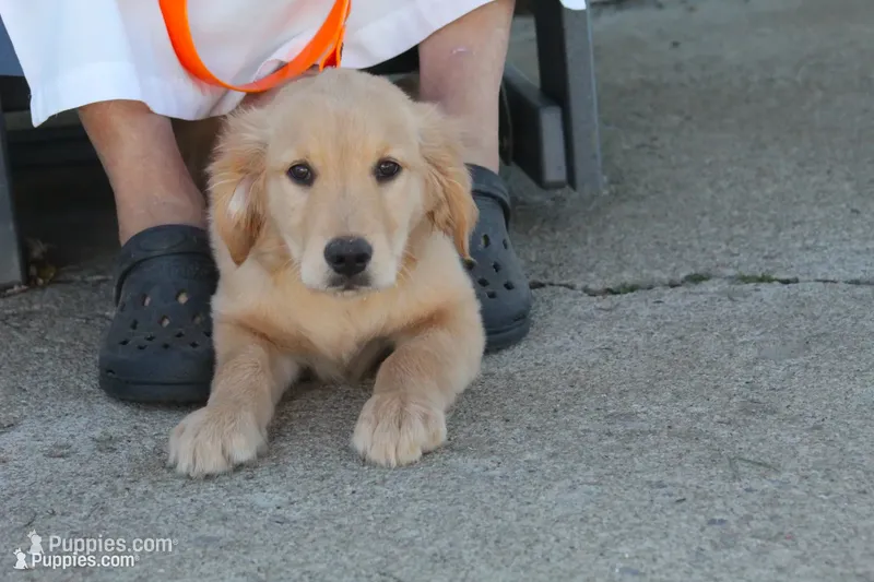 Hunter  – English Cream Golden Retriever puppy for sale in Shippenville, PA