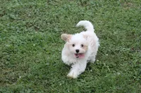 Teddy , a male Cavalier King Charles Spaniel and Maltese for sale in Shippenville, PA – 3 of 4