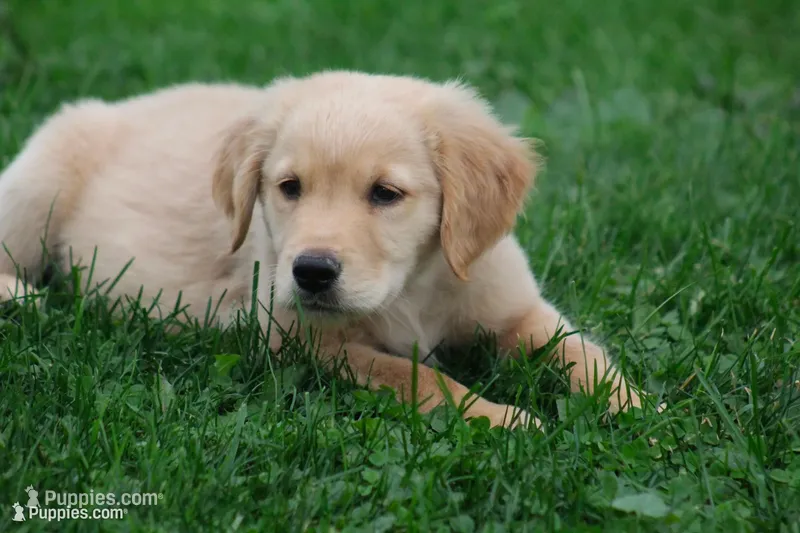 Hunter  – English Cream Golden Retriever puppy for sale in Shippenville, PA