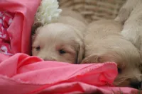 Dahlia , a female English Cream Golden Retriever for sale in Shippenville, PA – 4 of 5
