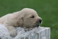 Hunter , a male English Cream Golden Retriever for sale in Shippenville, PA – 4 of 7