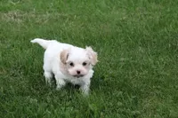 Teddy , a male Cavalier King Charles Spaniel and Maltese for sale in Shippenville, PA – 7 of 7