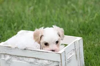 Teddy , a male Cavalier King Charles Spaniel and Maltese for sale in Shippenville, PA – 3 of 7