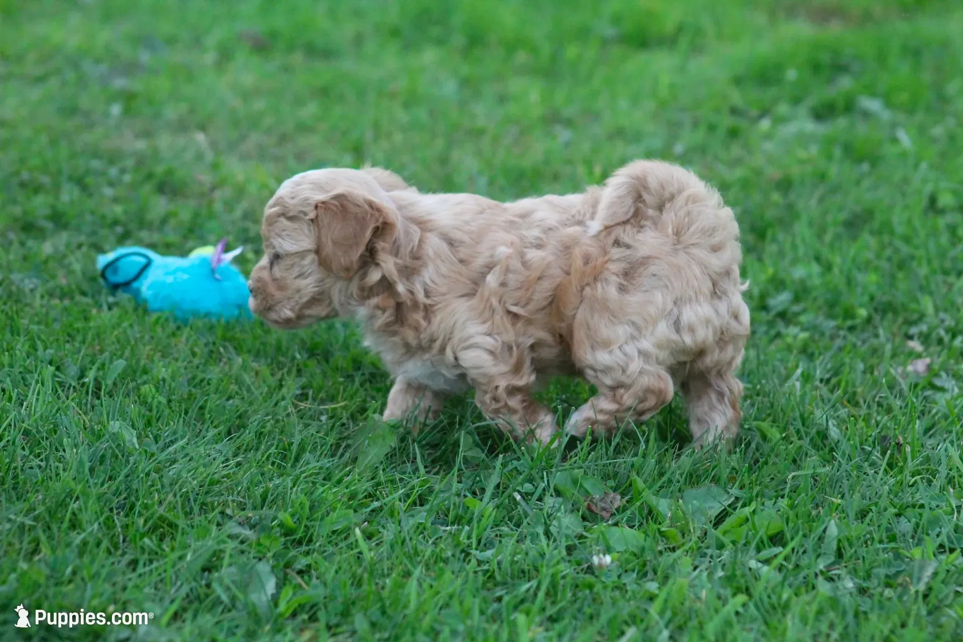 Colton , a male Maltipoo for sale in Shippenville, PA – 2 of 3