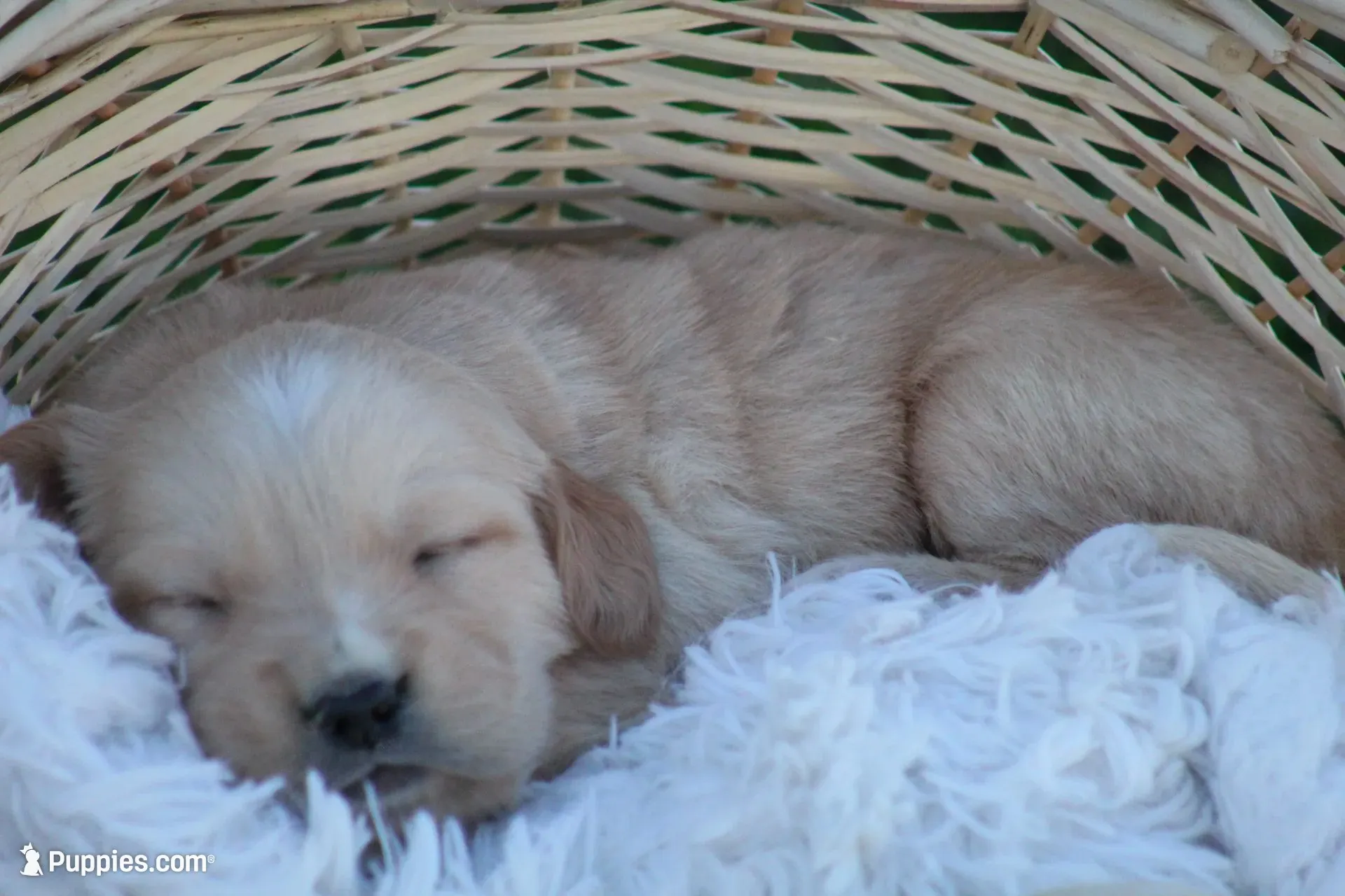 Larry , a male English Cream Golden Retriever for sale in Shippenville, PA – 2 of 6