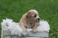 Colton , a male Maltipoo for sale in Shippenville, PA – 2 of 2