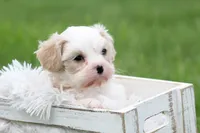 Teddy , a male Cavalier King Charles Spaniel and Maltese for sale in Shippenville, PA – 5 of 7
