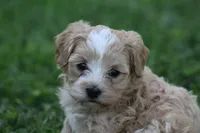 Connor , a male Maltipoo for sale in Shippenville, PA – 1 of 7