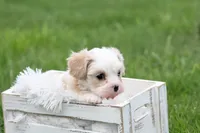 Teddy , a male Cavalier King Charles Spaniel and Maltese for sale in Shippenville, PA – 6 of 7