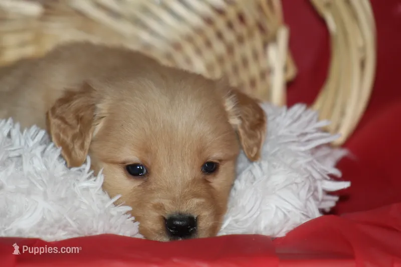 Daisy  – English Cream Golden Retriever puppy for sale in Shippenville, PA