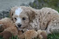 Connor , a male Maltipoo for sale in Shippenville, PA – 7 of 7