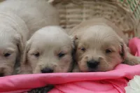 Daisy , a female English Cream Golden Retriever for sale in Shippenville, PA – 2 of 4