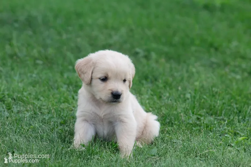 Hunter  – English Cream Golden Retriever puppy for sale in Shippenville, PA