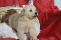 Shelly, a female Golden Retriever for sale in Shippenville, PA – Photo 4 of 5