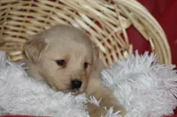 Shelly, a female Golden Retriever for sale in Shippenville, PA – Photo 3 of 5