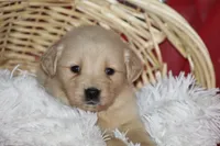 Shelly, a female Golden Retriever for sale in Shippenville, PA – Photo 1 of 5