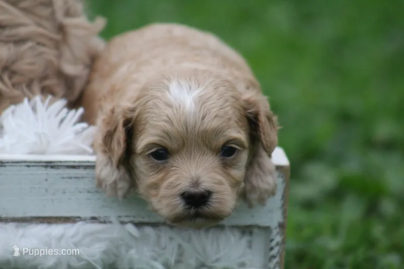 Connor  – Maltipoo puppy for sale in Shippenville, PA