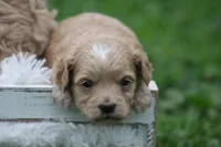 Connor , a male Maltipoo for sale in Shippenville, PA – 1 of 3