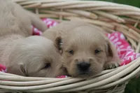Dahlia , a female English Cream Golden Retriever for sale in Shippenville, PA – 3 of 5