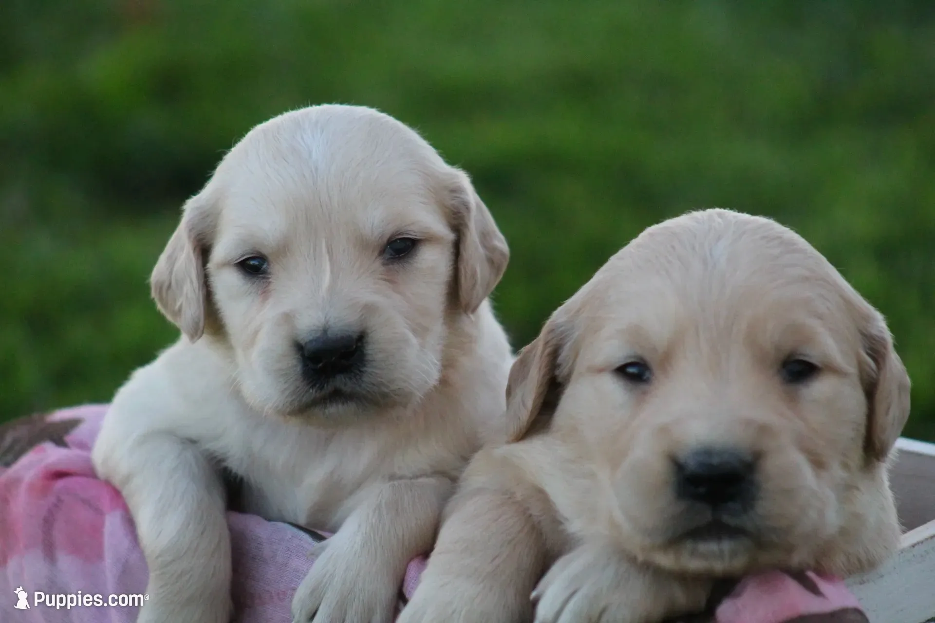 Shyanne , a female English Cream Golden Retriever for sale in Shippenville, PA – 2 of 6