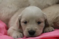 Dahlia , a female English Cream Golden Retriever for sale in Shippenville, PA – 2 of 5