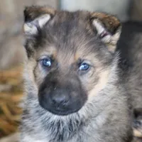 Sheba , a male German Shepherd Dog for sale in Shippenville, PA – Photo 1 of 5